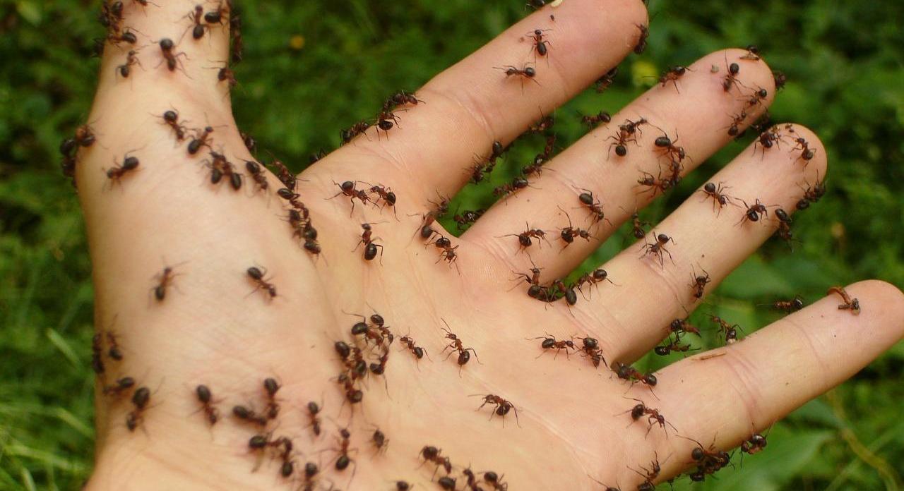 ants-4239_12803.jpg