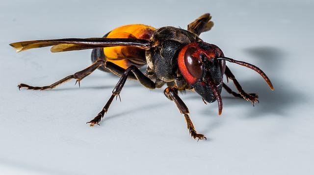 hornet-296102_640.jpg