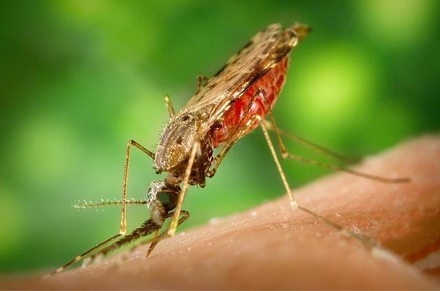 mosquito-1016254_640.jpg
