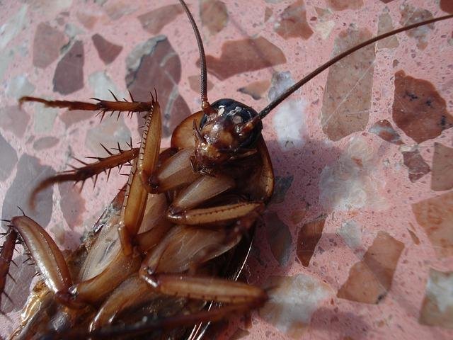 cucarachas1.jpg