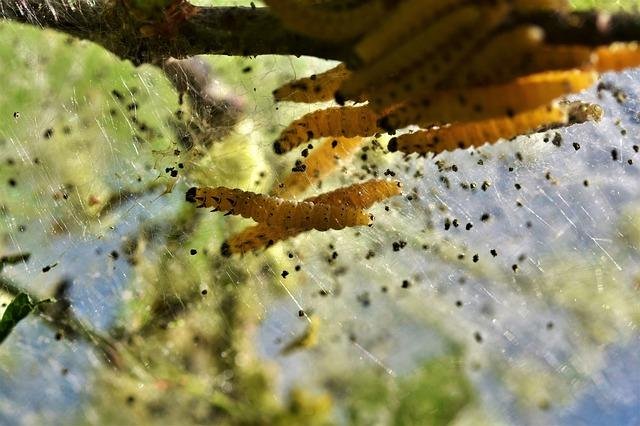 insectos xilofagos