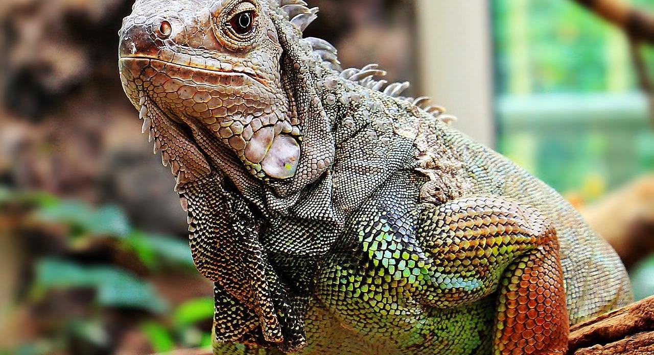 iguana.jpg